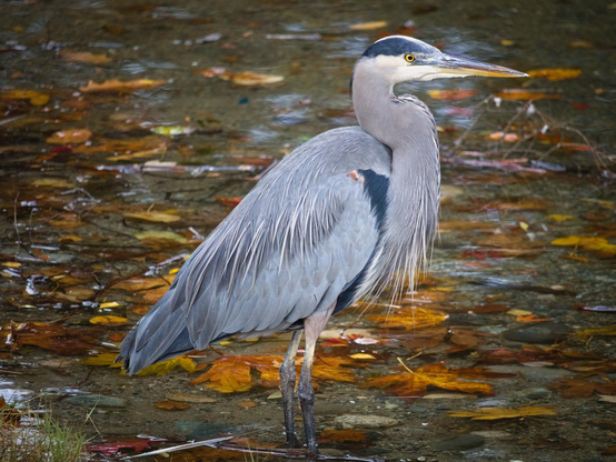 A great blue heron wading in very shallow water. Golden leaves are scattered under the water.