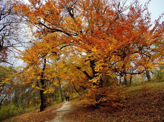 Tiny walking couple under a huge red tree, fall atmosphere in the forests around budapest, hungary