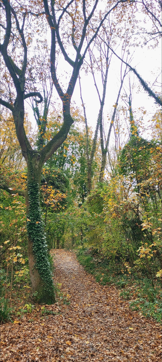 Sentier forestier couvert de feuilles d’automne, serpentant entre les arbres. L’un d’eux, au premier plan, forme une élégante boucle avec ses branches sombres, tandis que son tronc est partiellement recouvert de lierre. Les feuillages mêlent verts, jaunes et roux sous un ciel pâle, créant une atmosphère douce et mélancolique. 🍂
