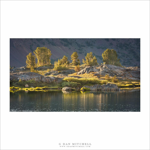 Sierra trees and lake in morning light