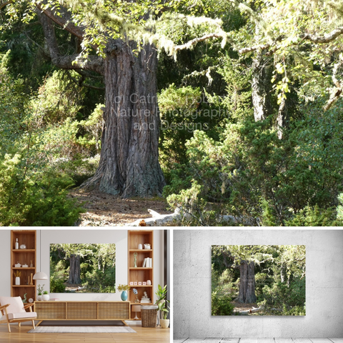 Above coloured photograph featuring the design- 

Scottish Highlands Ancestral Forest.

Lower left design on a Canvas Print on a wall above a living room unit.

 Lower right design on a Canvas Print on an exhibition wall.

I took this photo during a lovely summer nature walk through the Scottish Highlands. 

Features sunlight filtering through dense foliage, illuminating the forest floor and highlighting the massive trunk of an old Pine tree. 

The lush greenery and dappled light create a serene and vibrant woodland scene, as lichen clings to Pine branches. 

Mockups combined in a grid format in canva.com

 Click links on the main post for options.
