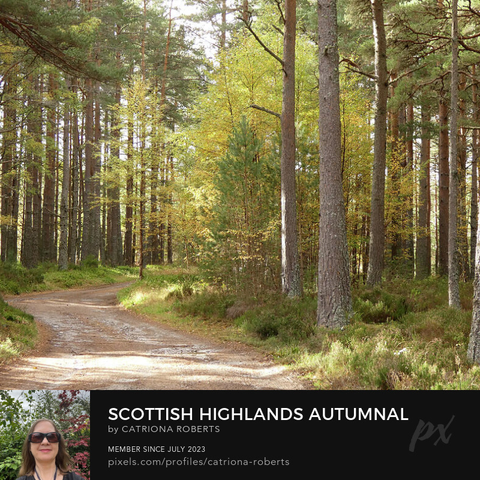 Coloured photograph featuring the design- 

Scottish Highlands Autumnal Forest.

I took this photo during a lovely summer nature walk through the Scottish Highlands. 

Features sunlight filtering through tall Pine trees in a dense forest, creating a serene ambiance along a winding dirt path. 

The trees display a mix of green and yellow foliage, suggesting the transition into autumn. 

Click links on the main post for options.
