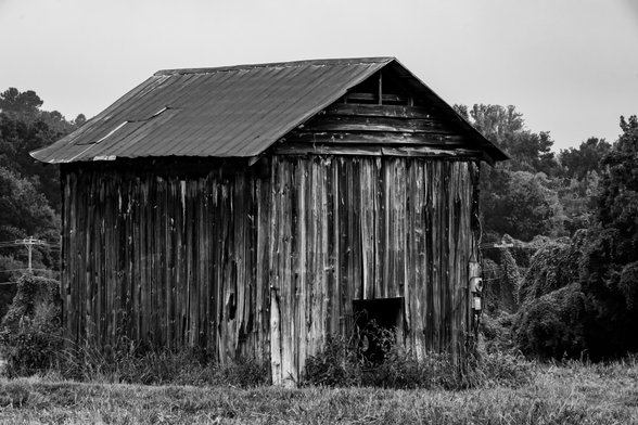 A very old and weathered wooden barn with a tin roof in a field surrounded by forests.