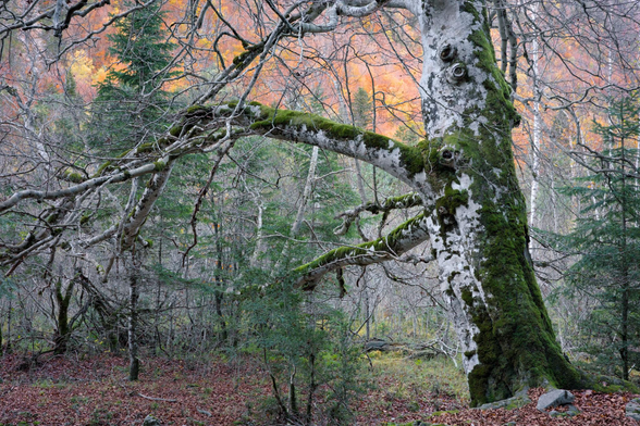 Fotografia de un paisaje otoñal, en primer plano a la derecha tenemos un árbol con el tronco grueso, de colos blanquecino y cubierto parcialmente de musgo verde, sus ramas se adentran en el cuadro hacia la izquierda cruzándolo. Tras el se ven algunos abetos jovenes, verdes y troncos de árboles más delgados pelados, el suelo a los pies del arbol esta cubierto de hojarasca roja, en la parte superior una explosión de colores del bosque en la ladera de la montaña, naranjas amarillos y rojos contrastan con la frialdad de la escena en primer plano.
