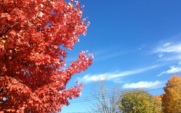 The left half of the picture is mostly occupied by the bright red leaves of a nearby tree, against a blue sky with whispy white clouds and some less colorful trees farther away in the background.