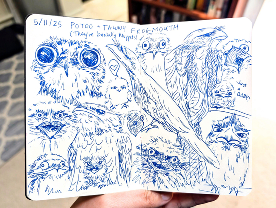 Sketchbook pages of blue drawings of Potoos and Tawny Frogmouths. The text at the top reads 5/11/25, POTOO + TAWNY FROGMOUTH, and (they're basically Muppets). There are 14 different birds, some wirh their mouths open. 3 of the birds are baby chicks.