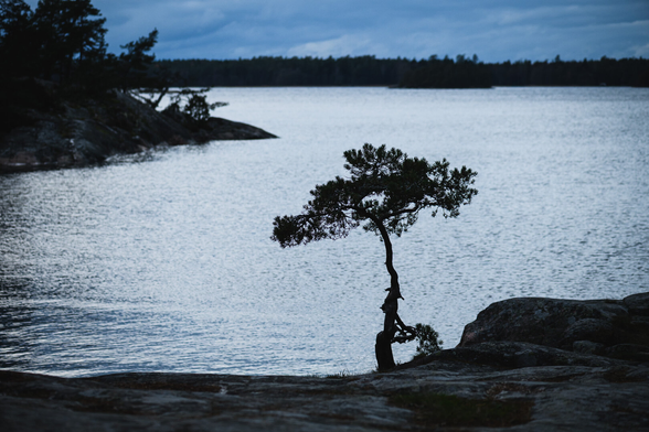 A photograph of a small pine tree, with a bit of fantasy resembling an ent, growing right next to the shore of a stony coast.

to the left a stony hilly peninsula of the same island the photo is taken from stick out into the water and on the far side of the bay is an out of focus forested shore.

The weather is overcast and the light quite blue.