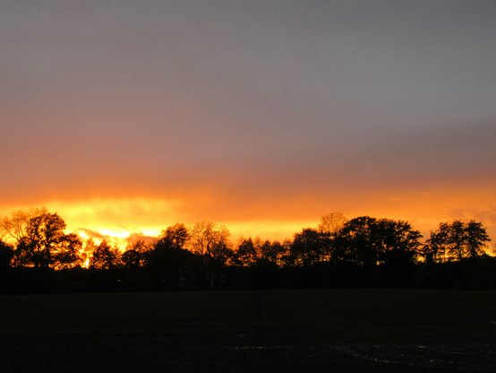 Der Himmel leuchtet von der untergehenden Sonne hinter einer Baumreihe von Gelb über Orange nach blass-lila.