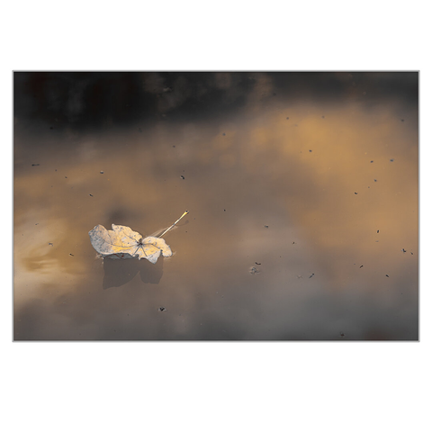 A fallen, yellowed leaf floats in the water of a puddle.