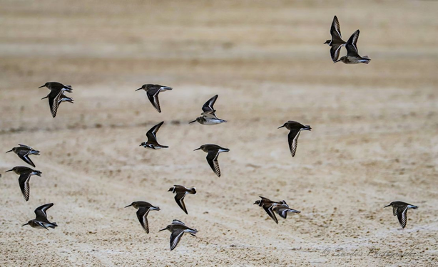 "A flock of dunlins—small shorebirds with pointed wings and streamlined bodies—sweeps across a sandy expanse in mid-flight. Their wings slice the air in synchronized rhythm, each bird caught in a different pose: some with wings fully extended, others mid-flap, and a few banking gently as if turning in unison. The flock forms a loose, fluid arc, like a brushstroke of motion against the stillness of the ground.

The terrain below is pale and textured, resembling a beach or desert flat—its surface marked by subtle ridges and ripples, like wind-sculpted memory. The birds fly low, their shadows barely distinguishable, their bodies casting no interruption on the quiet canvas beneath them.

Their plumage is a mix of soft browns and grays, with white underbellies that flash briefly as they twist and turn. The dunlins move as one—each bird an individual, yet part of a collective pulse, a sovereign rhythm of migration and instinct.

The image captures a moment of wild coordination, a ballet of wings over sand, where time seems suspended and the earth listens." - Microsoft Copilot