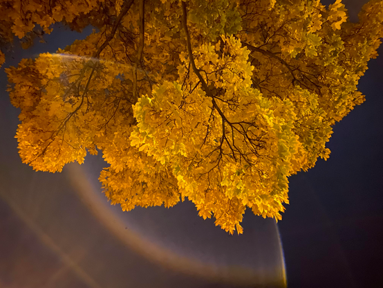 A treetop at night.
The picture taken from below the tree looking into the night sky.
That‘s why the tree is „hanging“ in the upper part of the picture.
The leaves are bright orange and yellow against the dark blue sky.
Some lense flares are dominating the lower left side of the picture. 