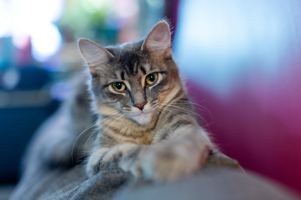 A more recent photo of Luna chilling on the couch a couple of days ago.🥰