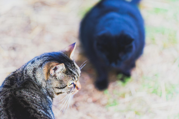 In the lower left and close is a grey tiger cat facing away with his head turned and seen in profile and further away but larger and blurred out is the kind of big black cat a hat witch would have as a familliar