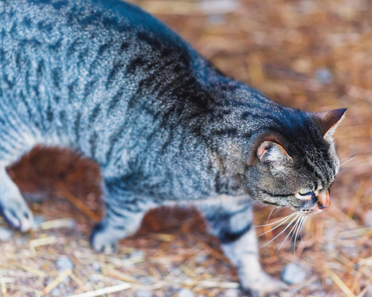 Grey tiger cat walks from the upper left to the lower right with its head in perfect focus and kinda dreamy and fuzzy elsewhere over a floor covered with straw
