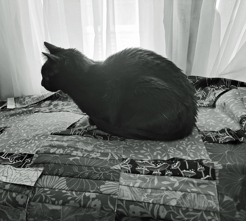 A black cat named Brannagh, sitting atop a pile of quilt block pieces with floral and mushroom patterns in front of a sheer curtain.