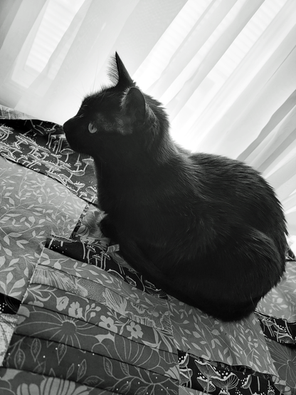 Black and white photograph of a black cat named Brannagh, sitting atop a pile of quilt blocks with sheer white curtains in the background. Brannagh faces left, her ear pricked and eye visible, body turned towards the viewer, with fluffy fur and a calm, attentive pose. The quilt blocks feature repeating patterns of stylized mushrooms, leaves, and flowers.
