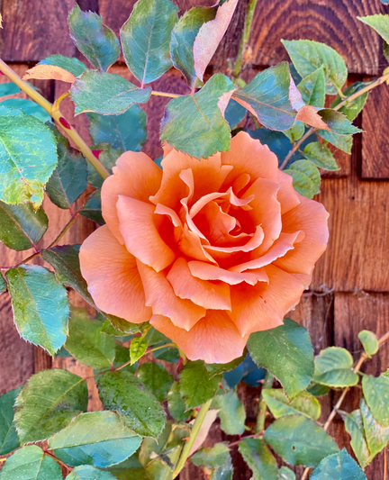Orange rose framed among green leaves in front of a wood shingled wall. 
