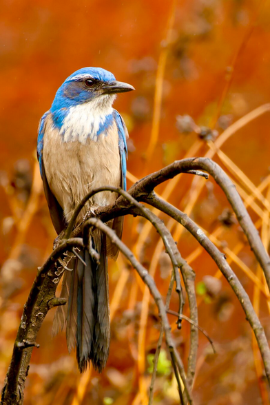 a blue bird with a white beard against a red background.