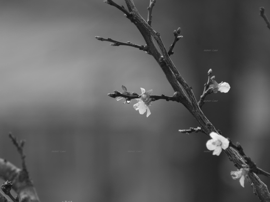 Flowers, closeup, black and white, photo
