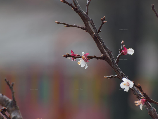 Flowers, closeup, color, photo