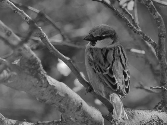 Bird, closeup, black and white, photo