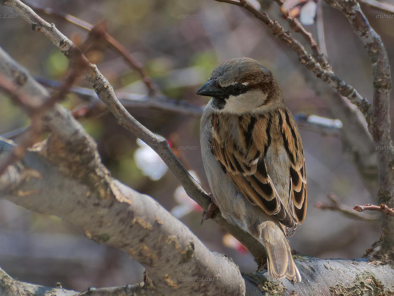 Bird, closeup, color, photo