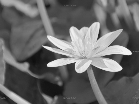 Flower, closeup, black and white, photo