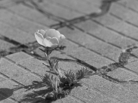 Flower, closeup, black and white, photo