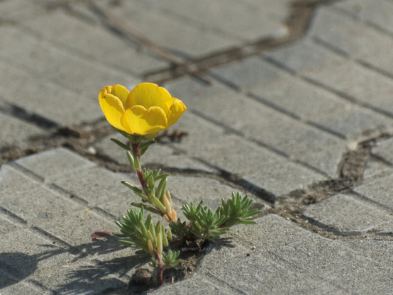 Flower, closeup, color, photo