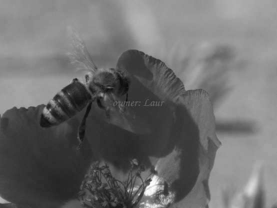 Bee, closeup, black and white, photo