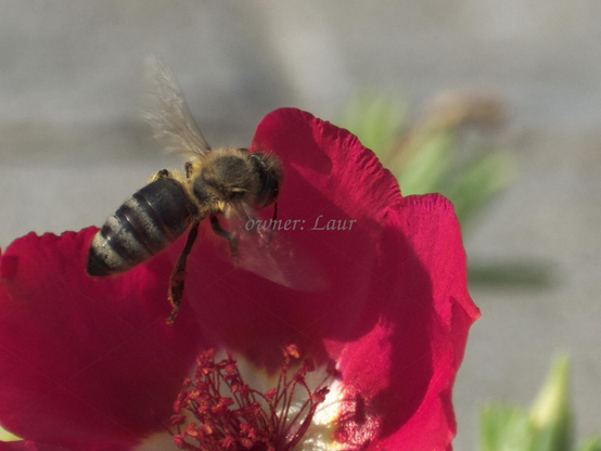 Bee, closeup, color, photo