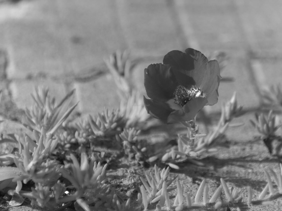 Flower, closeup, black and white, photo