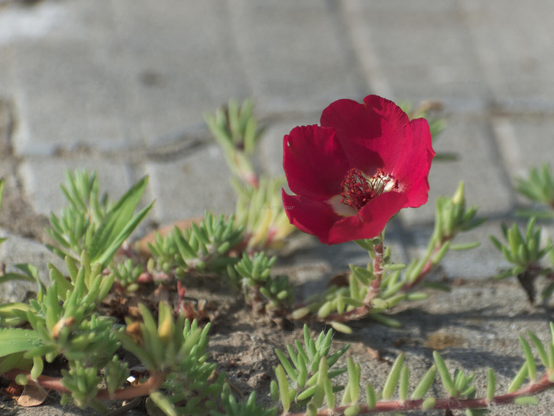 Flower, closeup, color, photo
