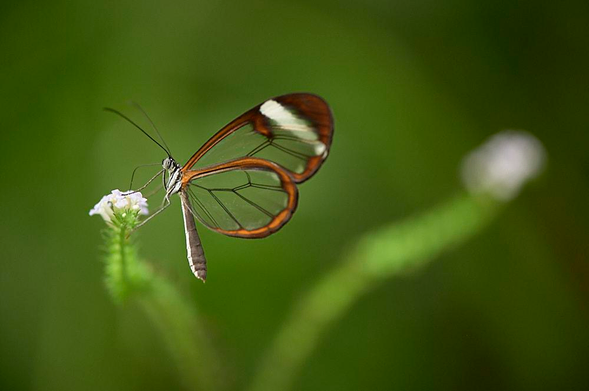 Against a smooth green background, a delicate glasswing butterfly with transparent wings perches on a tiny white flower. Its clear wings are bordered by warm brown, and there is a single opaque white patch near the wing tips. The slender grey body, long antennae and coiled proboscis are in crisp focus as the butterfly feeds.