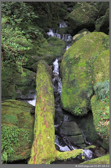 Yakushima, Kagoshima-ken, Japan.