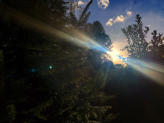 autumn sunset with a slightly psychedelic smartphone lens flare.