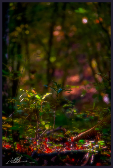 the low morning sun illuminates in green a young sapling growing in an autumn woodland scene