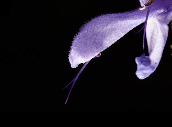 A purple flower. But not the traditional flower, more like an elongated clam shell. One top and one bottom petal. Out of the top shell hangs the stamen, w willowy thin line forking at the end. Almost alien.