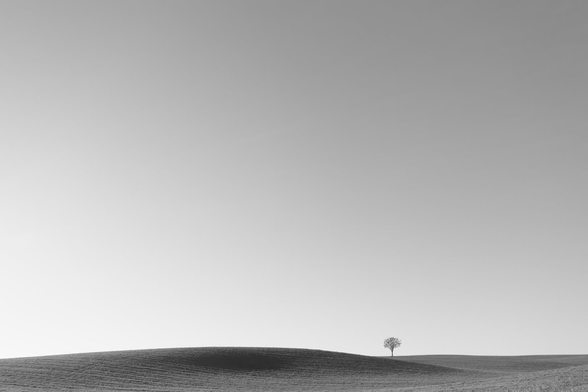 Black and white. Very minimal landscape. a huge meadow with gently shadowed waves/hills. in the distance a lone small tree. above it a cloudless clean sky that takes up three quarters of the picture. lots of negative space.