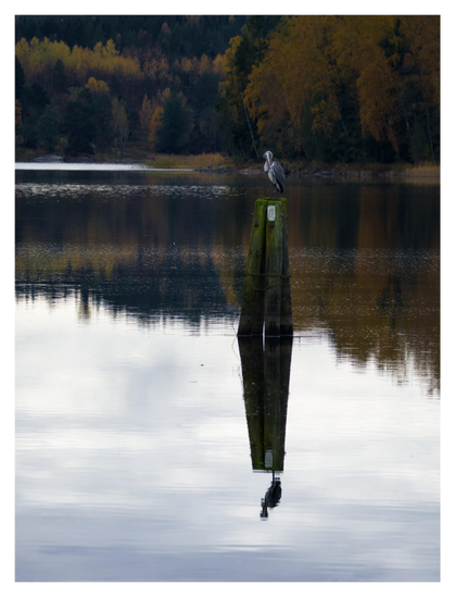 En stående bild på en gråhäger som sitter på ett par stolpar i en sjö. Allt reflekteras i vattnet. I bakgrunden skog i höstfärger.