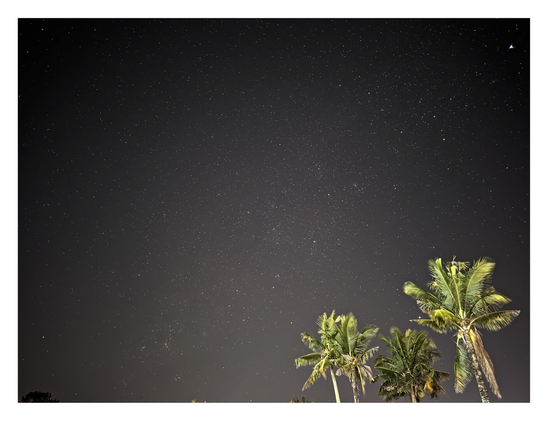 A vast, star-filled night sky above a cluster of palm trees.