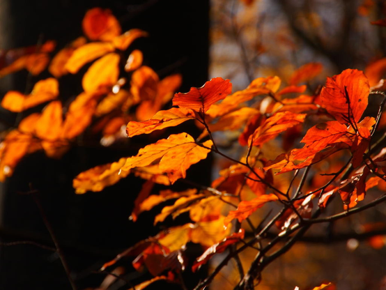 Herbstliches rotbraunes Laub an einem Ast im Gegenlicht.