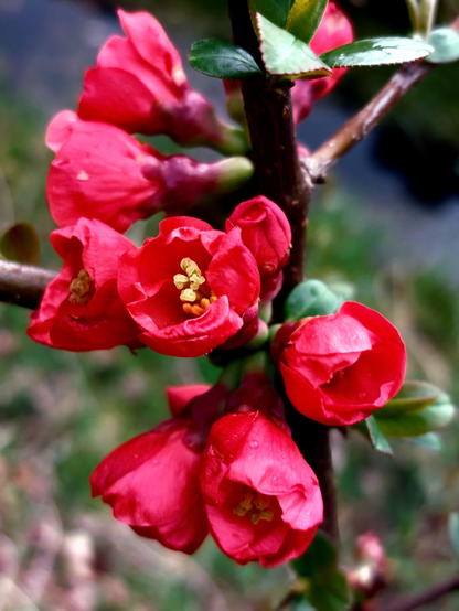 Close-up of a branch of a quince bush with its flowers. They grow close to the branch and have a bell-shaped calyx. The five bright pinkish red petals are not yet fully open. The yellow stamens protrude from their centre. Small dark green leaves and other foliage in the background.