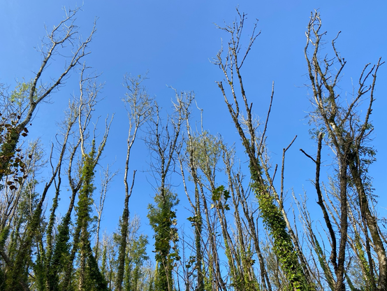 A row of trees losing their leaves pointing up to blue sky.