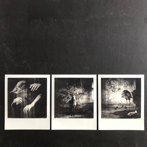 Triptych of polaroids. Human beings stuck in their lives and a magnificent wild animal. 