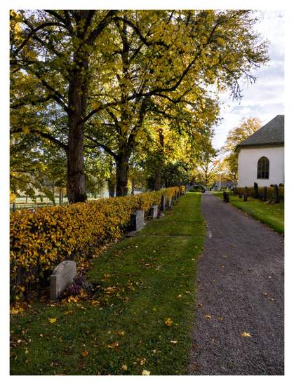 En stående bild på en del av en kyrkogård. En grusgång leder bort till den vita kyrkan. På vänster sida går en låg häck med gula löv och framför är det gravstenar hela vägen. Träd i höstfärger flankerar häcken.
