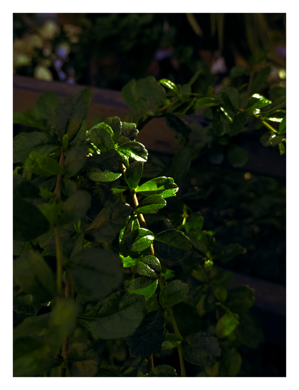 A plant with small green leaves. The scene is dark, but a single light source dramatically illuminates a central branch.