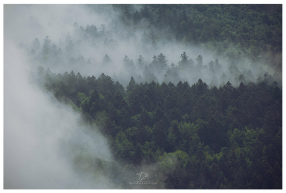 A mist-shrouded wooded mountainside in muted shades of green. The image has a calm and mystical atmosphere.