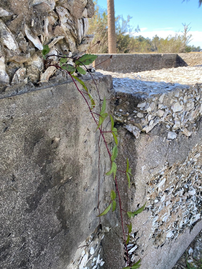 Color image of a single tendril of a plant growing out from a crack in the tabby ruins of an 18th century cotton gin on Edisto Island, South Carolina, USA. Image shows the leafy green vine growing from a single crack in the face of white and gray tabby face of the ruins of the foundation of the cotton gin, once used at a post-Civil War cotton plantation located on Edisto Island.
