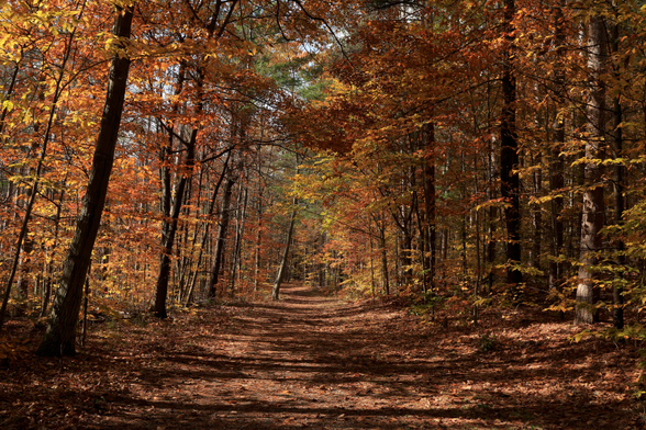 This an autumn scene taken along a flat section of a hiking trail through a forest. The trail, which is about eighteen feet wide at this point, is covered with fallen leaves. A  mix of mature and younger trees line both sides of the trail. There is still a good amount of coloured leaves on the trees in this area, even though it is later in October.  The branches of the trees extend over the trail creating an arch effect of fall colours above. Only glimpses of the sky can be seen. The sun was out when the photo was taken, so shadows can be seen on the ground.